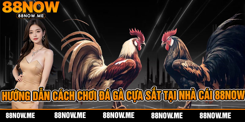 Hướng dẫn cách chơi đá gà cựa sắt tại nhà cái 88now