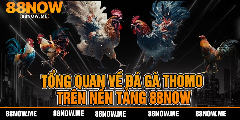 Tổng quan về đá gà thomo trên nền tảng 88now